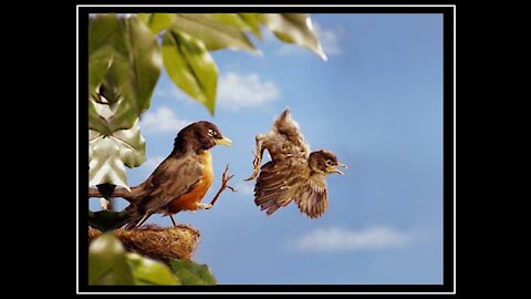 First Flight - a Baby Bird's Story!