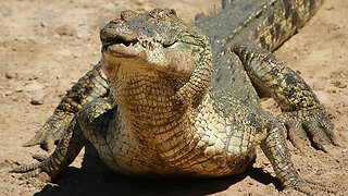 Saltwater Crocodile