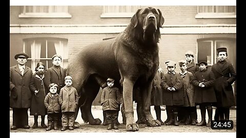 20_Latest_Photos_Of_Extinct_Dog_Breeds