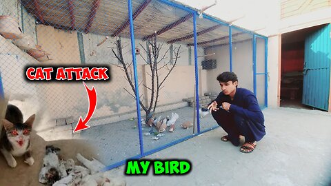 The Cat killed Our Bird 😭 Budgie Par Attack Kardiya?