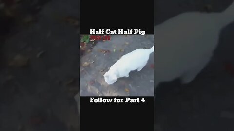 Half Cat Half Pig Hybrid | Best Pet? 😮🤪