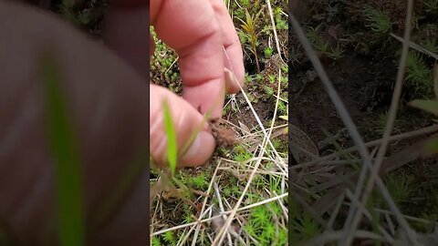 Wild Alaska Mushrooms Altitude Mt. Baldy