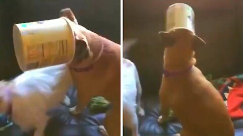 Hilarious video shows dog getting his head stuck in a bucket and unable to get out