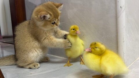 Cute kitten invites ducklings to play together!