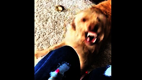 Dog goes completely berserk over woman's torn jeans