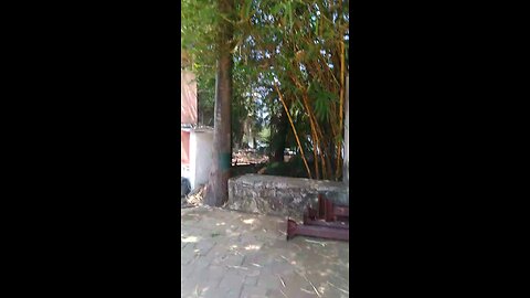 beautiful garden vlog||Walking in garden.