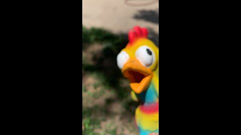 A Chicken happy song.