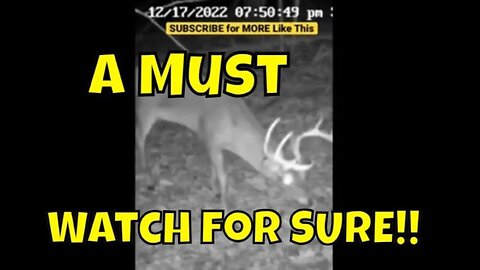 Best Trail Cam Videos This Year