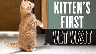 Kitten's First Vet Visit