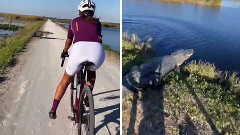 Couple has scary alligator encounter on their adrenaline bike trip