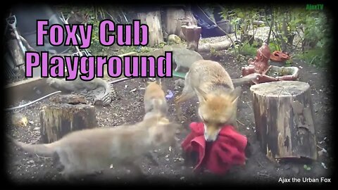 🦊Cute fox cubs playing with their mum and toys in a fox cub playground