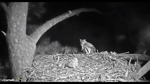 Dad Brings a Rat to His Owlet 🦉 3/12/22 00:17