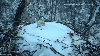 Minnesota: Bald Eagle emerges from snow-covered nest after storm
