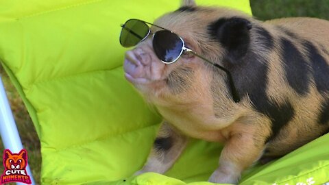 Cute Micro Pigs