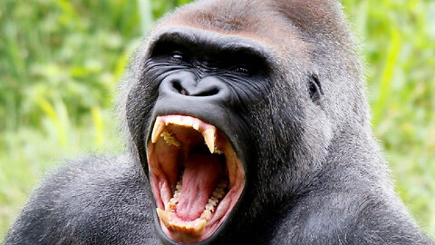 How Dangerous Is A Gorilla Bite!