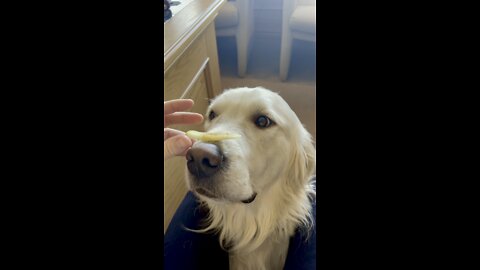 Dog Makes Apple Disappear