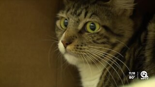 Indian River County Humane Society hopes to rescue animals impacted by Hurricane Ida