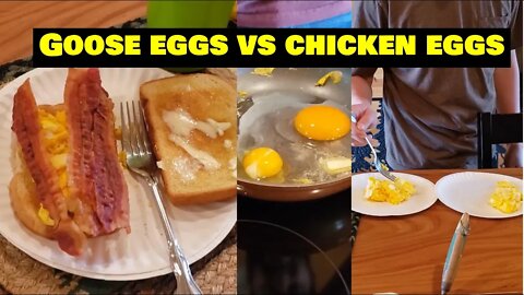 Goose eggs vs. chicken eggs blind taste test! Kapper vlog weekend reveal!
