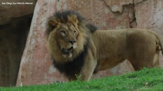 New lion welcomed at San Diego Zoo Safari Park