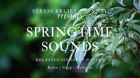 SPRINGTIME SOUNDS relaxing sounds of nature | Study | Sleep | Meditate