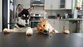 Needy Husky Bothers Shiba Inu Following His Every Move