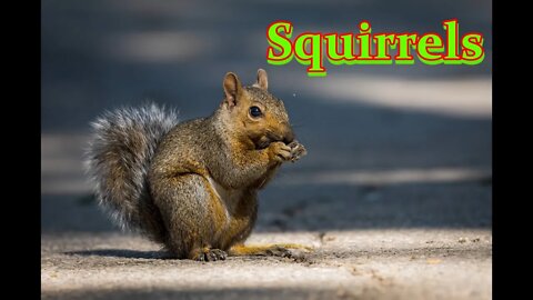 It's Fun to Watch Squirrels The Outdoor Adventures Vlog#1858
