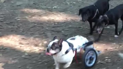 Bulldog in wheelchair experiences first ever dog park