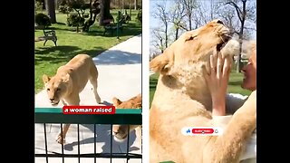 💔Heartwarming Video Shows Lions Expressing Affection Toward a Woman 💔