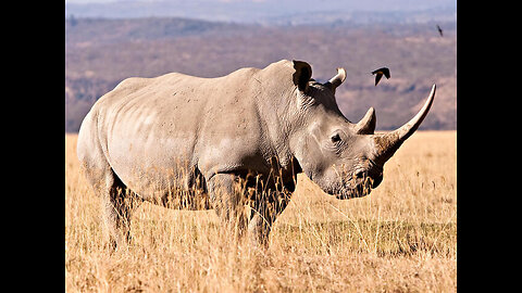 Rhino eating grass video | stutas video #wildanimals