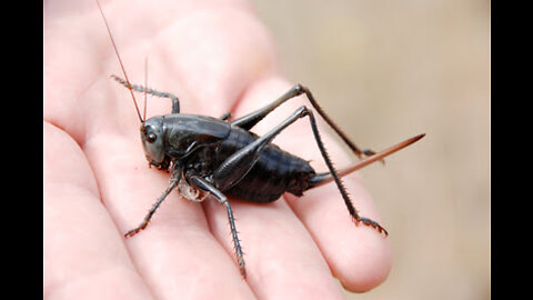 Mormon Crickets - Owyhee County Idaho, May 15, 2021