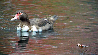 Muscovy Duck