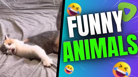 Funny animal videos|Cute animal videos |Funny dog&cat videos|Hilarious pet videos|funny video #01