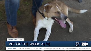 Pet of the week