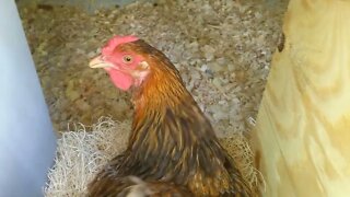 Checking the Nesting Boxes, Plus my Technique for Dealing with a Broody Hen