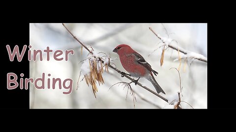 Winter Birding Pileated Woodpecker and Pine Grossbeaks