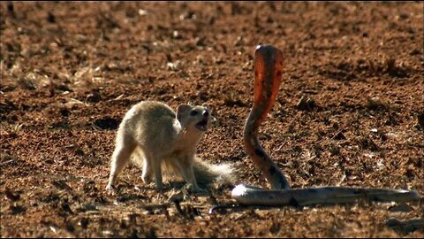 Mongoose Versus Cobra | Smithsonian Channel #3