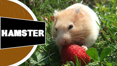 Hamster - 🐹 One Alternative Animal To Have As A Pet | World Animals Hub In 1 Minute Videos!