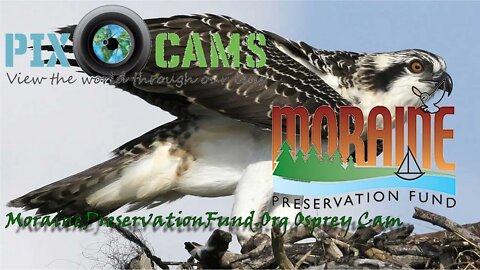MorainePreservationFund.Org Osprey Cam Live Stream - 3 eggs!