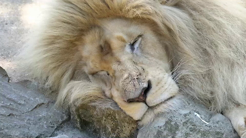 White lioness shocked by male lion's advance