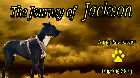 The Journey of Jackson