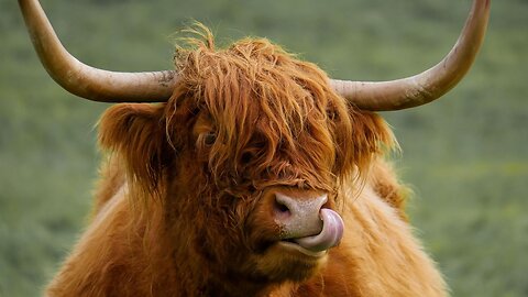 Highland cows #animals #youtube #world