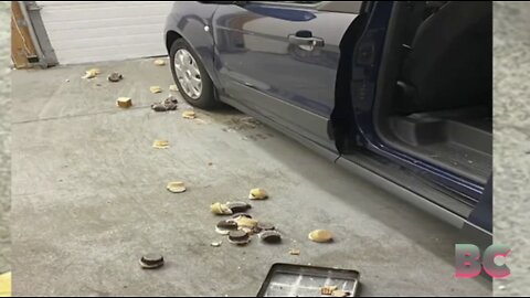 Bear helps itself to 60 cupcakes from Connecticut bakery, scares employees