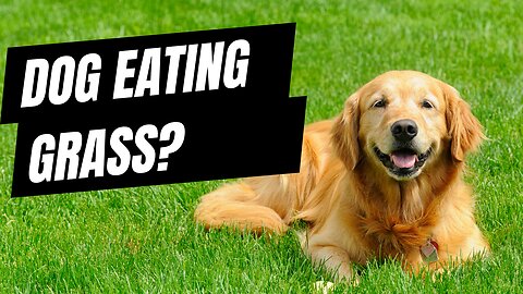 WATCH THIS if your dog is eating grass