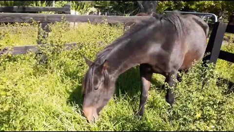 Saying Goodbye to Ruby, a mash of a few videos before she left - featuring her friend Ava the brumby