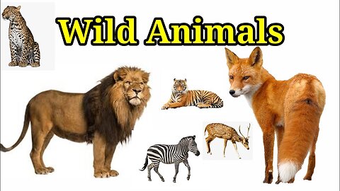 wild animals english name | wild life name | wild animals and their names