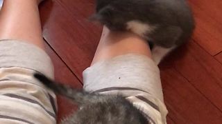 Kittens turn owner's legs into personal play toy