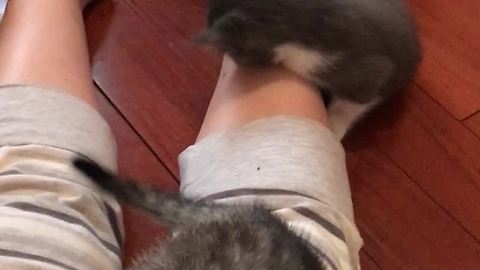 Kittens turn owner's legs into personal play toy