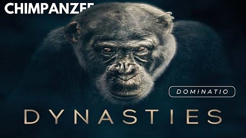 Dynasties - Chimpanzee