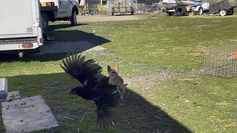 Chicken Freaks Out