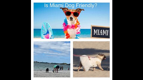 Is Miami dog friendly ? #weExploreFlorida #exploreflorida (4K) Watch this video